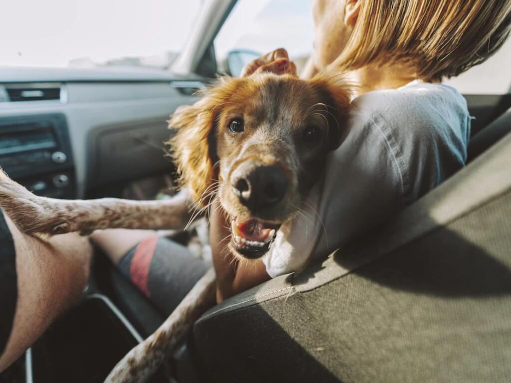 Como-transportar-o-seu-pet-no-carro-em-seguranca